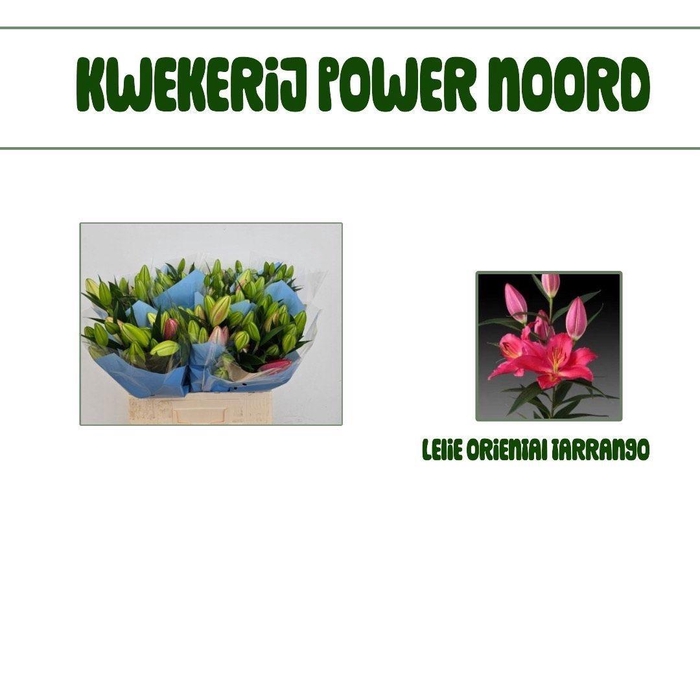 <h4>LI OR TARRANGO</h4>