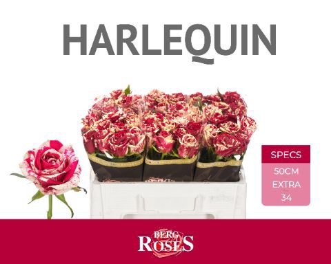 <h4>Rozen R Gr Harlequin</h4>