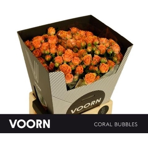 Rosa spray coral bubbles