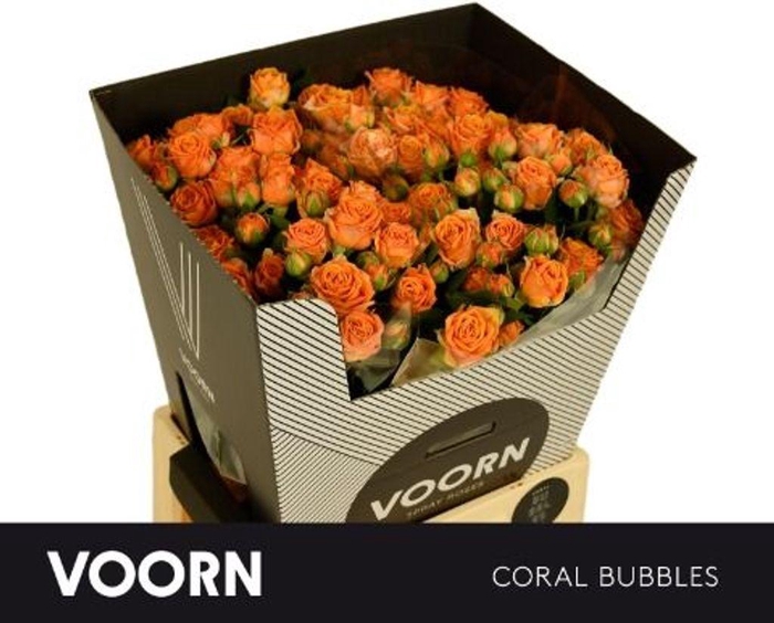 <h4>Rosa spray coral bubbles</h4>