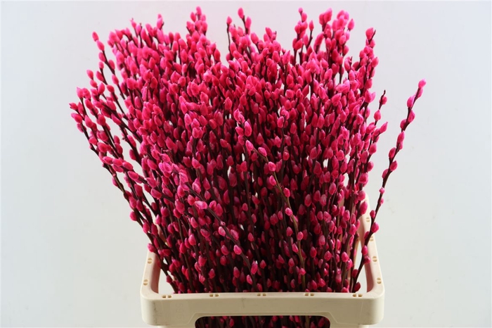 <h4>Salix Wilgenkatjes L Pink 70cm P Stem</h4>