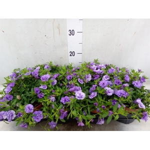 Calibrachoa  'Minifam Dbl Amethyst'