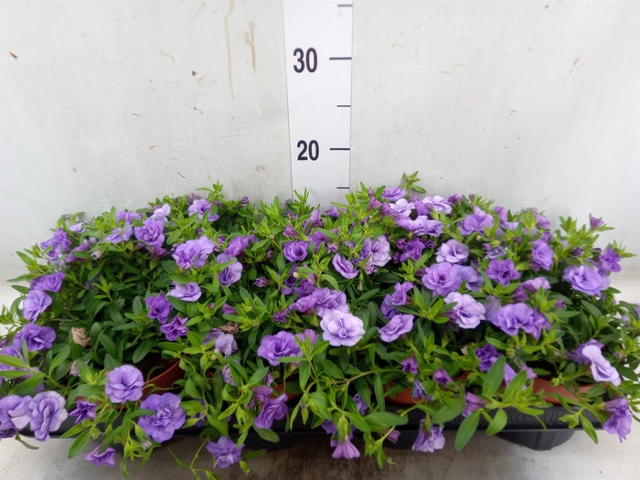 <h4>Calibrachoa  'Minifam Dbl Amethyst'</h4>