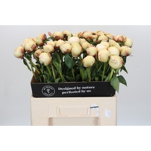 Paeonia Dr F.G. Brethour