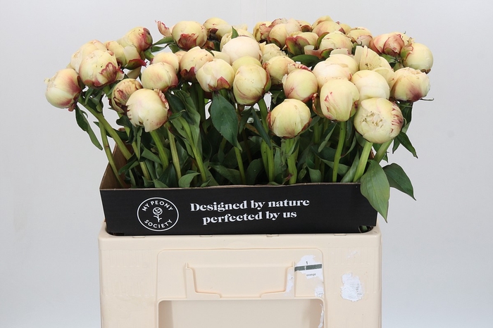 Paeonia Dr F.G. Brethour