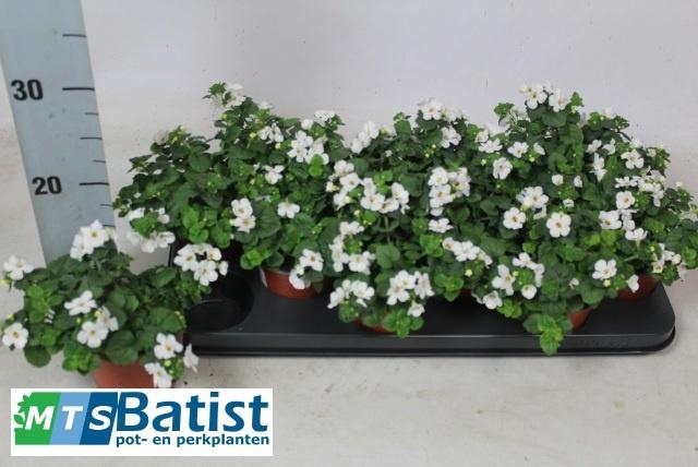 <h4>SUT WHITE SHOWERS</h4>