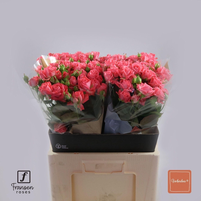 <h4>Rosa TR 'Barbados' FRANSEN</h4>