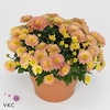 Chrysanthemum Gardenmum Orange