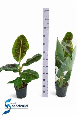 <h4>Musa 'Dwarf Cavendish'</h4>