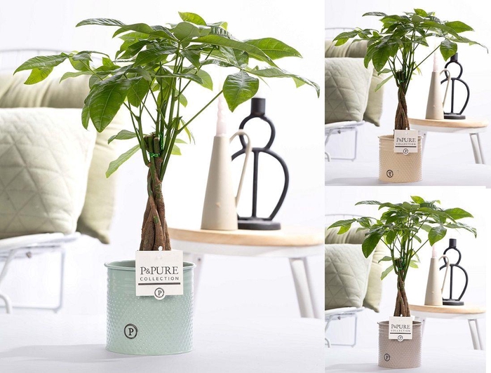 <h4>Pachira Aquatica in P&PURE zinc Louise assorti 3</h4>