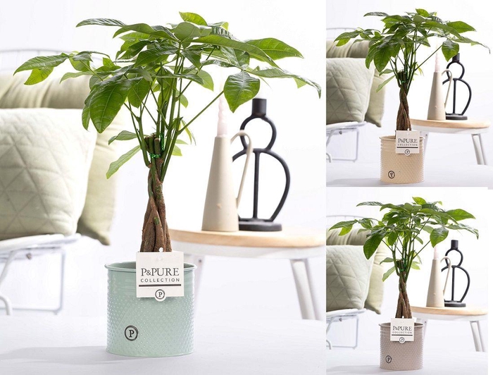 <h4>Pachira Aquatica in P&PURE zinc Louise assorti 3</h4>