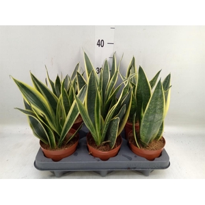 Sansevieria  'Star Canary'