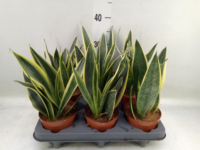 <h4>Sansevieria 'Star Canary'</h4>