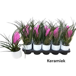 ARR TILLANDSIA