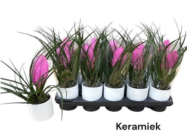 <h4>ARR TILLANDSIA</h4>