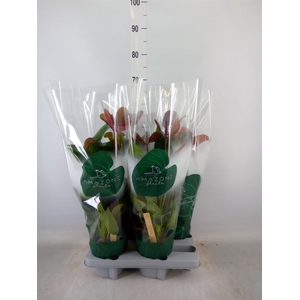 Anthurium andr. 'Essencia'