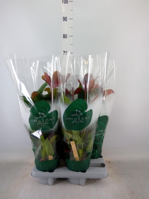 <h4>Anthurium andr. 'Essencia'</h4>