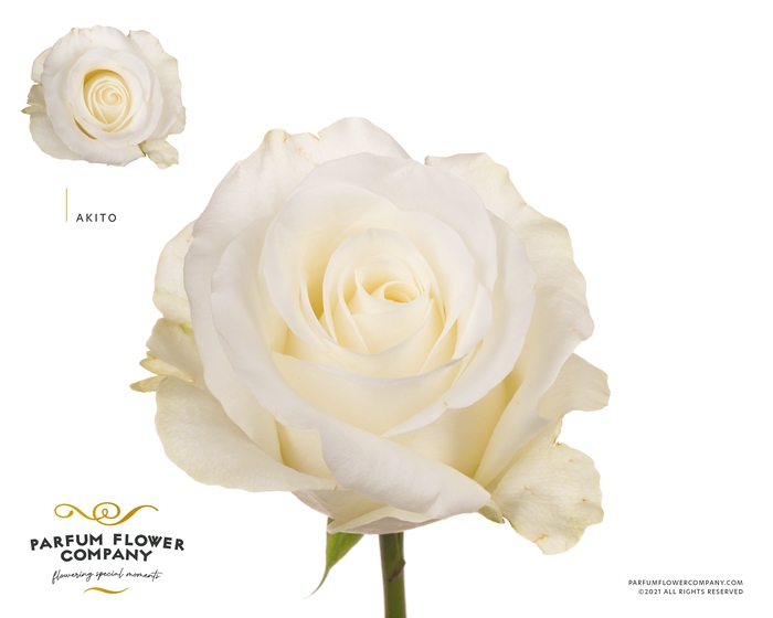 <h4>Rosa Premium Akito</h4>