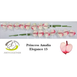 Anthurium Princess Amalia Elegance