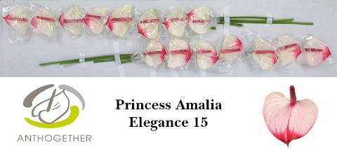 <h4>Anthurium Princess Amalia Elegance</h4>