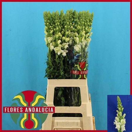 <h4>Antir Poto Earl Whit</h4>