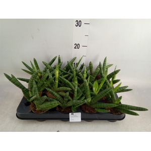 Sansevieria cyl.  ...