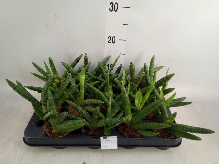 <h4>Sansevieria cyl.  ...</h4>