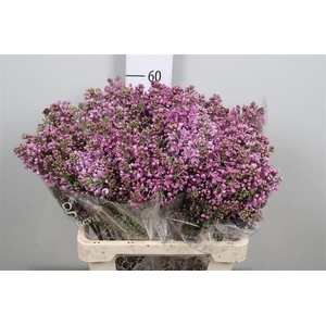 Syr V Dark Koster 2+