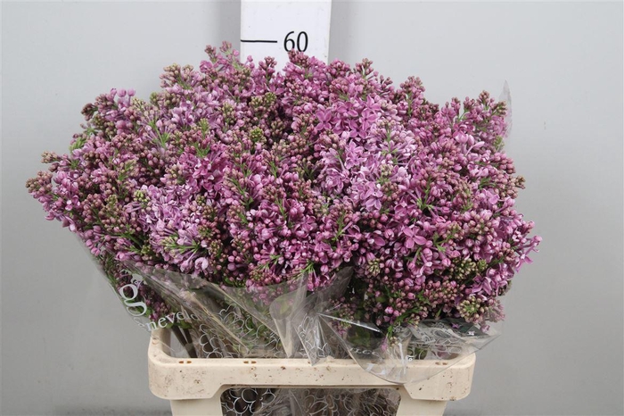 <h4>Syr V Dark Koster 4+</h4>