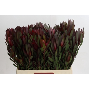Leucadendron Saf Sunset Dark R.Spray