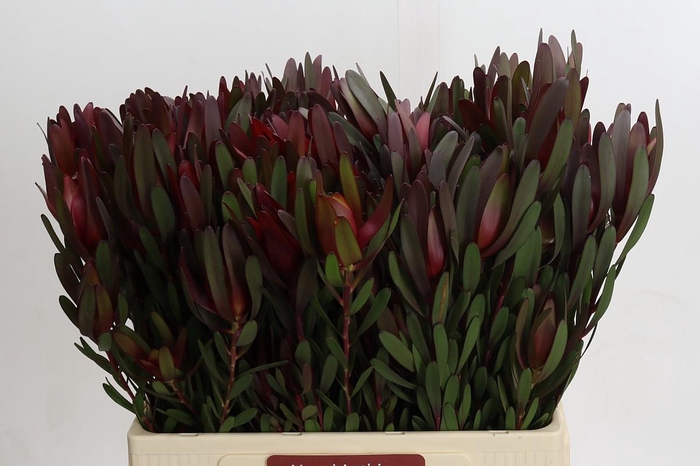 <h4>Leucadendron Saf Sunset Dark R.Spray</h4>