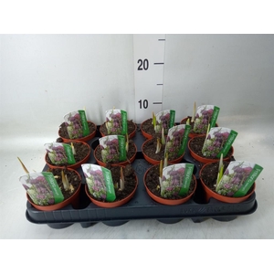 Fritillaria meleagris