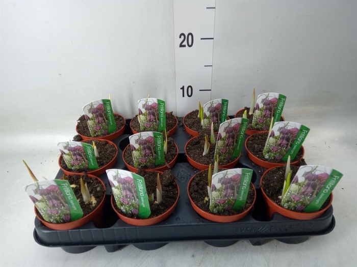 <h4>Fritillaria meleagris</h4>