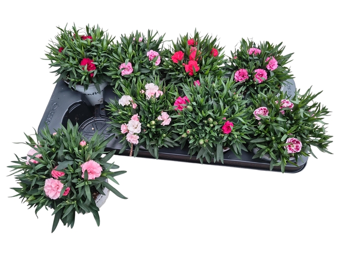 <h4>DIAN OSC GEM</h4>