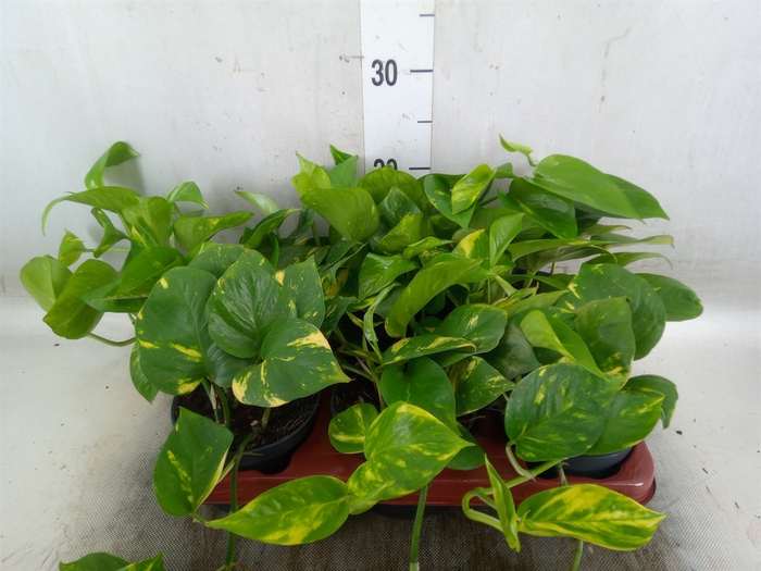 <h4>Epipremnum pinn. 'Marble Queen'</h4>