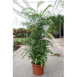 Chamaedorea Seifrizii