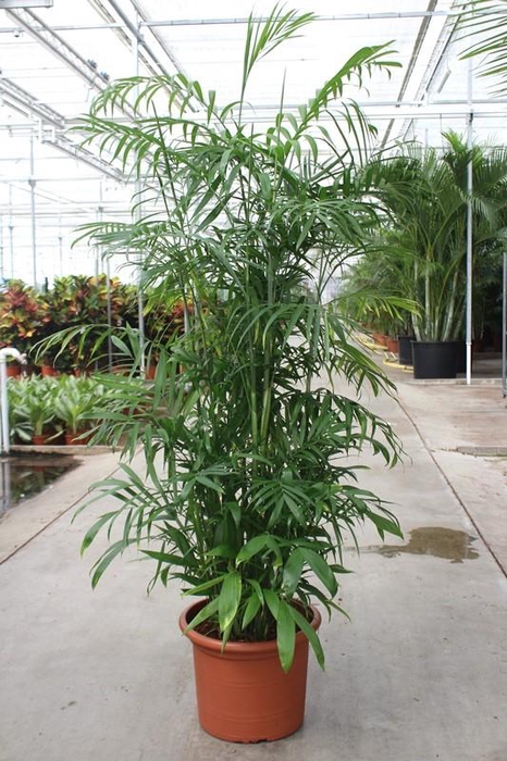 <h4>Chamaedorea Seifrizii</h4>