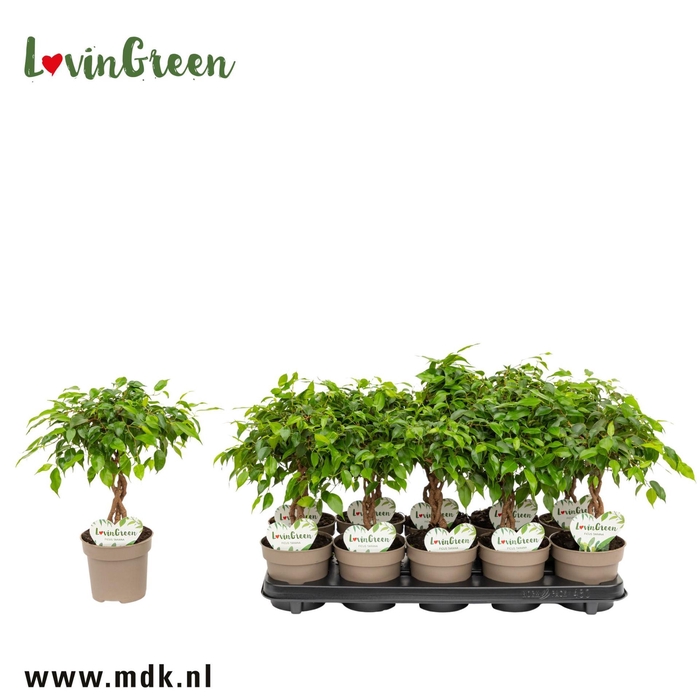 <h4>Ficus gevlochten stam</h4>