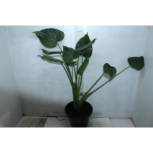 ALOCASIA CORAZON P24