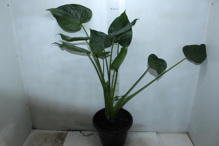 <h4>ALOCASIA CORAZON P24</h4>
