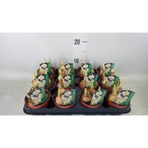 Narcissus LC 'Ice Follies'