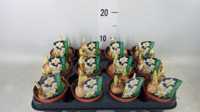 <h4>Narcissus LC 'Ice Follies'</h4>