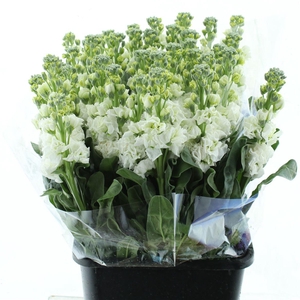 Matthiola Incana White