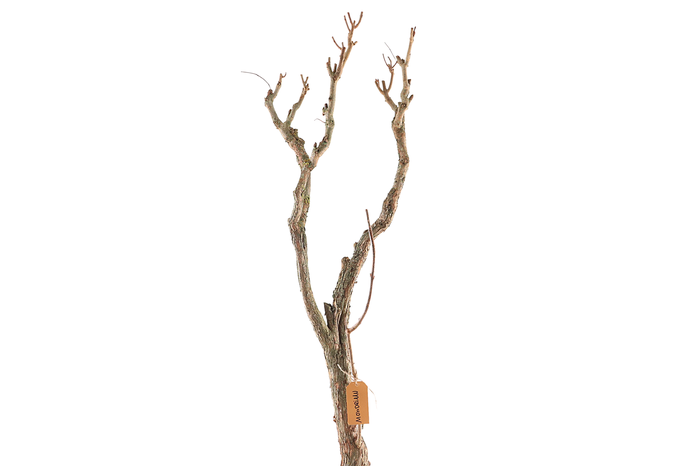 <h4>Syringa Branch Extra Mondriaan</h4>
