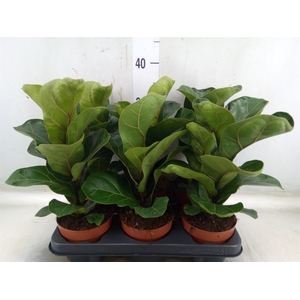 Ficus lyrata 'Bambino'