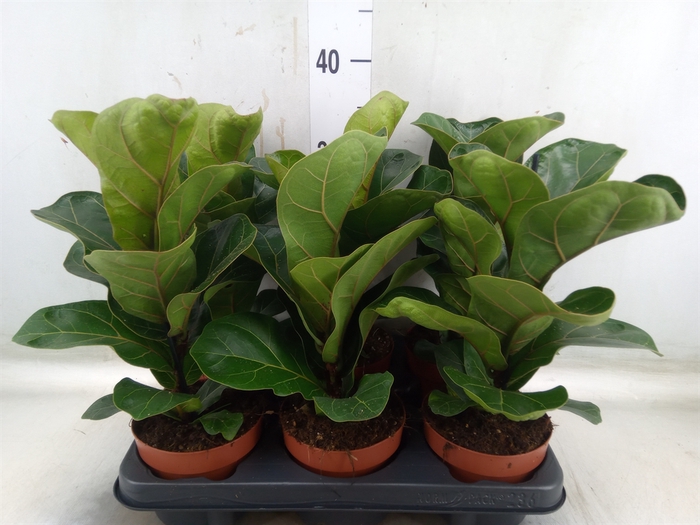 <h4>Ficus lyrata 'Bambino'</h4>
