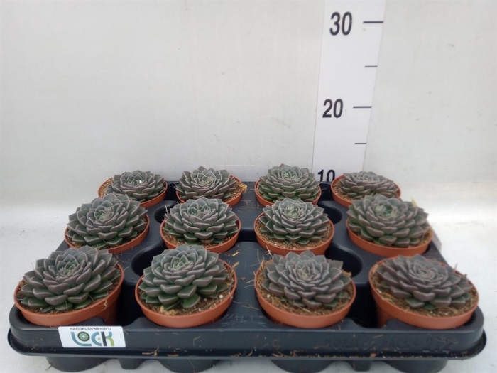 <h4>Echeveria   ...</h4>