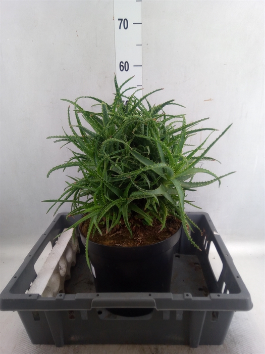 <h4>Aloe arborescens</h4>