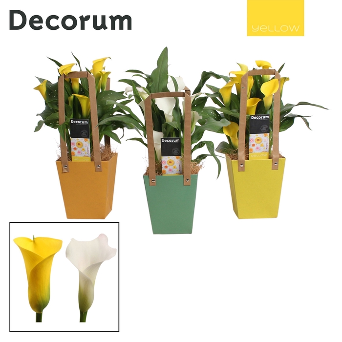 <h4>Zantedeschia Geel/Wit in Easter Giftbag (Decorum)</h4>