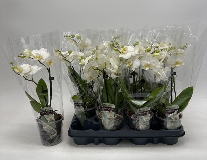 <h4>PHAL OV WIT</h4>